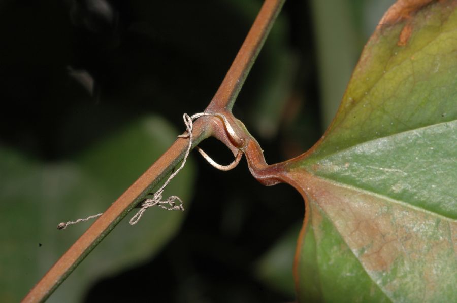 Smilacaceae Smilax aspera