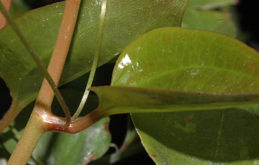 Smilacaceae Smilax aspera