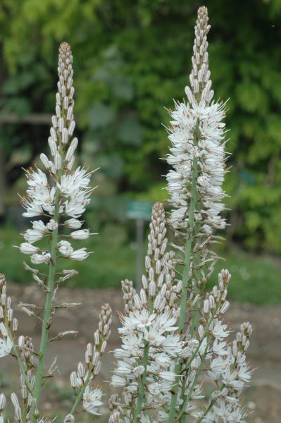 Asphodelaceae Asphodelus albus