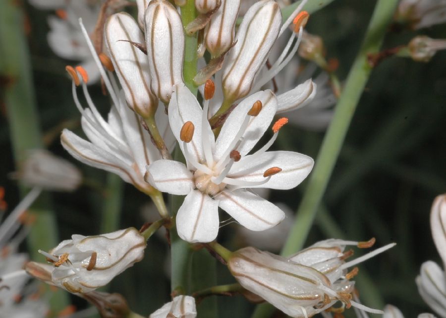 Asphodelaceae Asphodelus albus