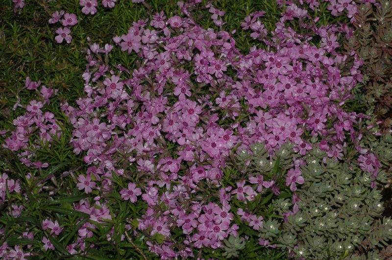 Polemoniaceae Phlox pilosa