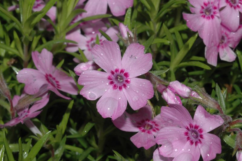 Polemoniaceae Phlox pilosa