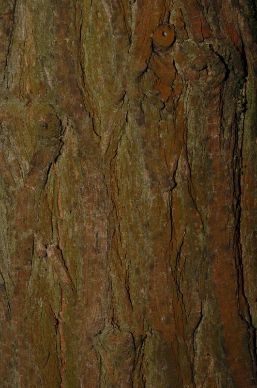 Sapindaceae Xanthoceras sorbifolia