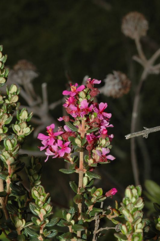 Melastomataceae Chaetolepis lindeniana