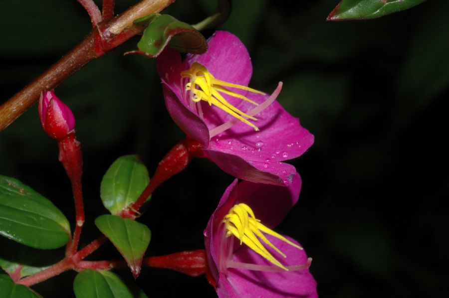 Melastomataceae Monochaetum meridense