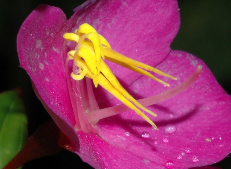 Melastomataceae Monochaetum meridense