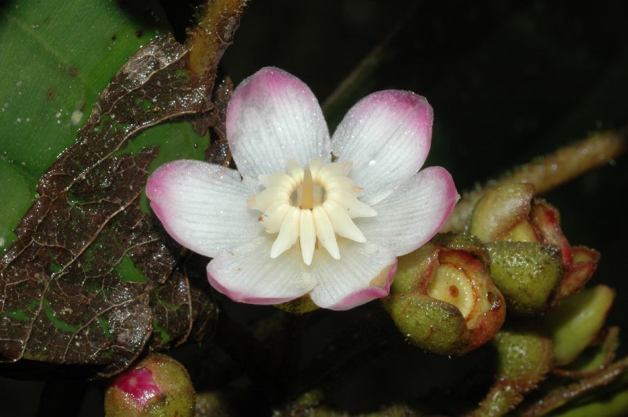 Melastomataceae Blakea schlimii