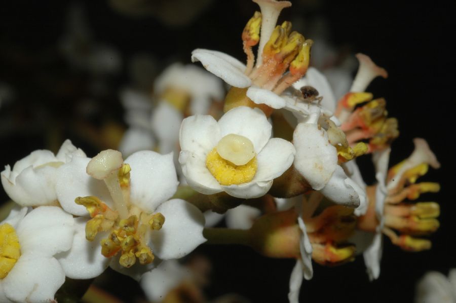 Melastomataceae Miconia floribunda