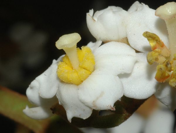 Melastomataceae Miconia floribunda