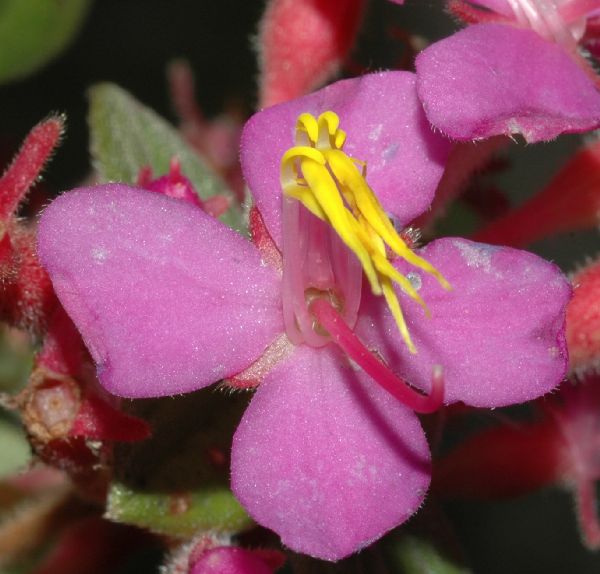 Melastomataceae Monochaetum bonplandii