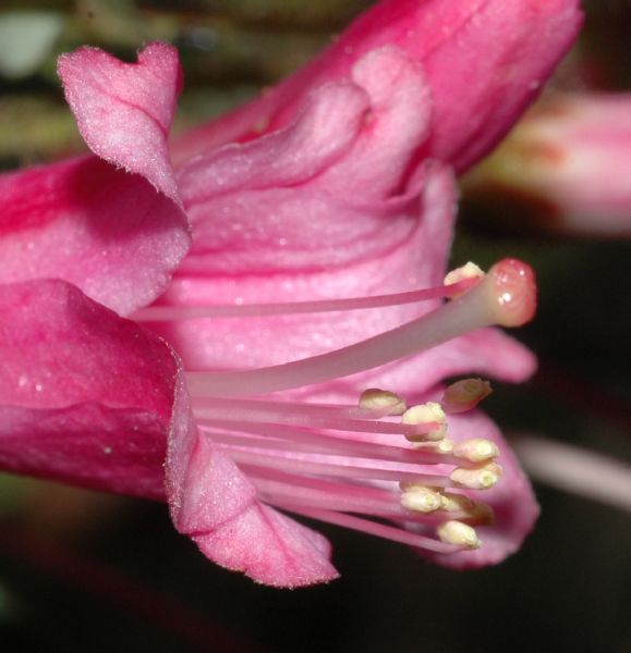 Ericaceae Bejaria 