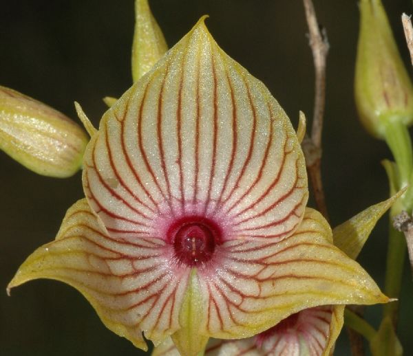 Orchidaceae Telipogon 