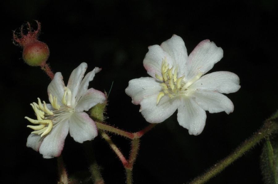 Melastomataceae Clidemia octona