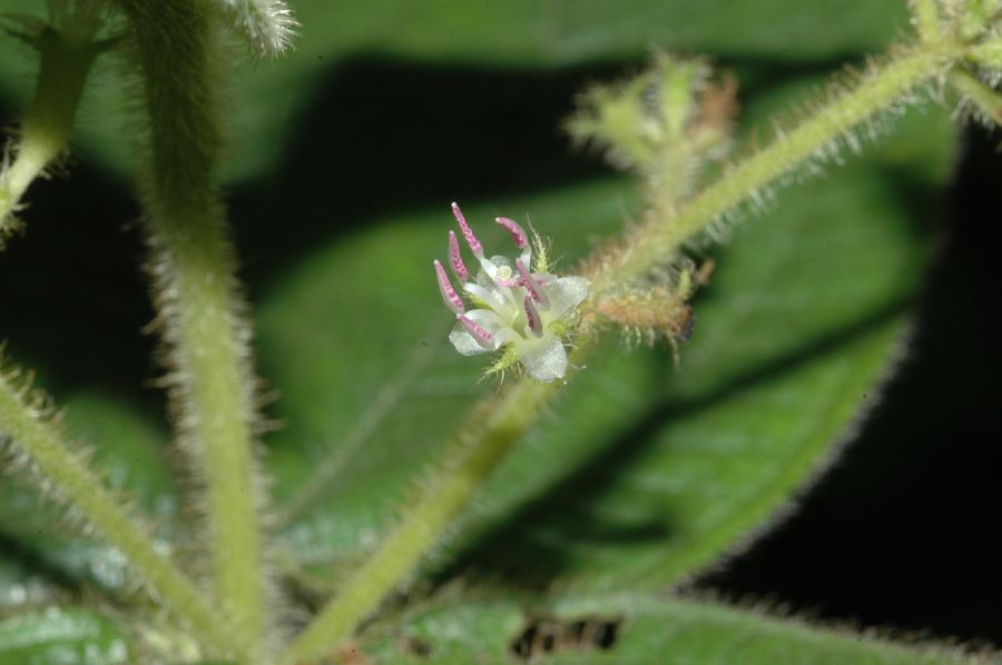 Melastomataceae Clidemia ciliata