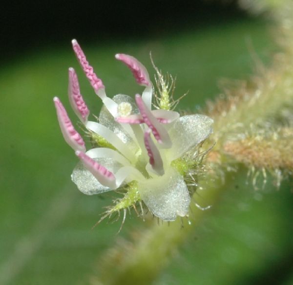 Melastomataceae Clidemia ciliata