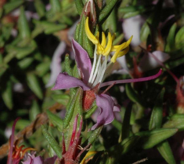 Melastomataceae Marcetia taxifolia