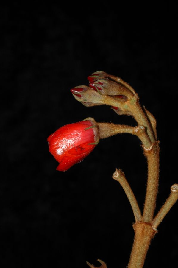 Melastomataceae Meriania steyermarkii