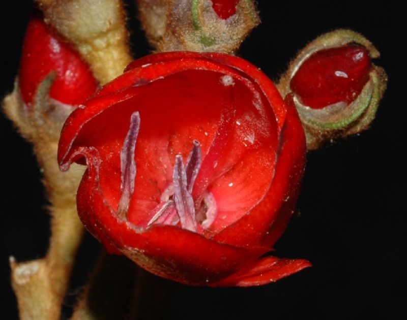 Melastomataceae Meriania steyermarkii