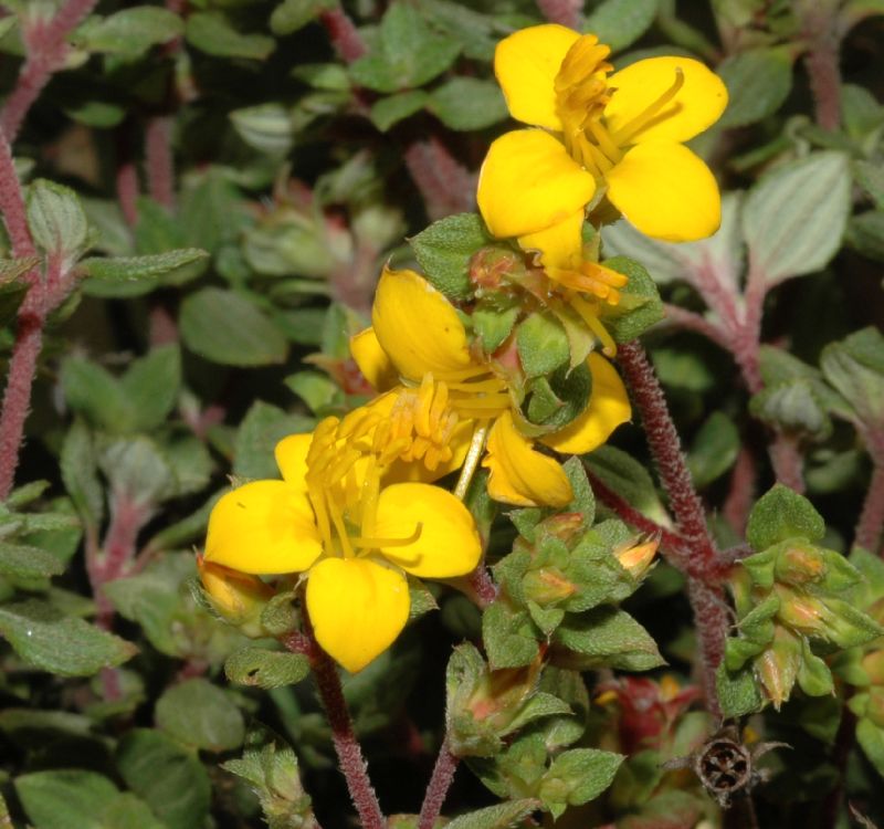 Melastomataceae Chaetolepis microphylla