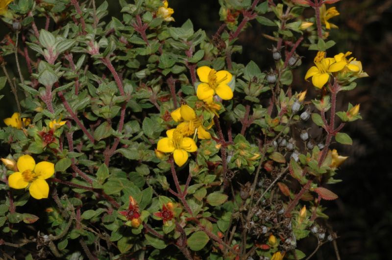 Melastomataceae Chaetolepis microphylla