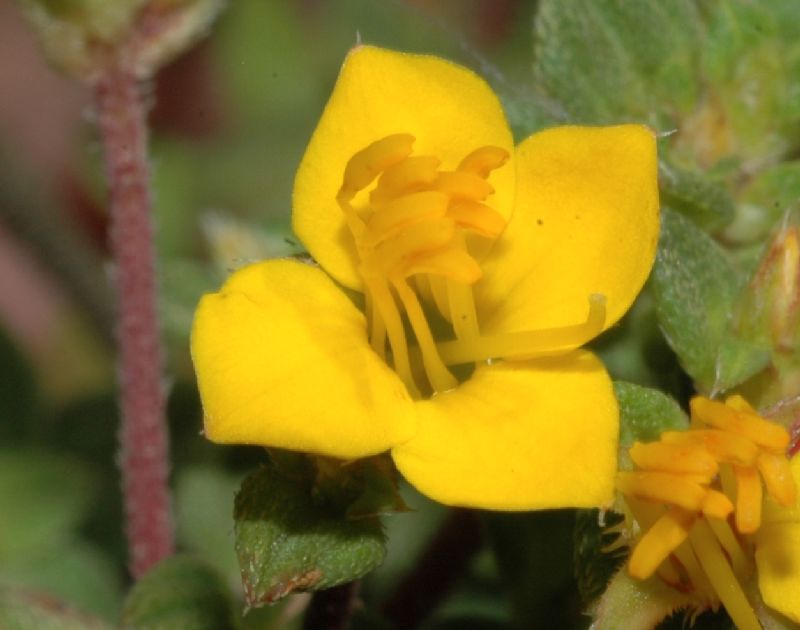 Melastomataceae Chaetolepis microphylla