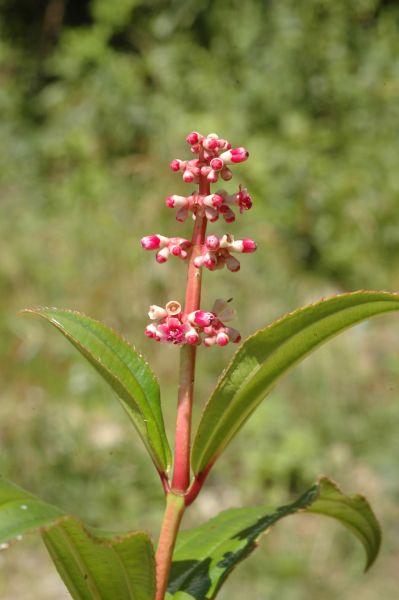 Melastomataceae Miconia ciliata