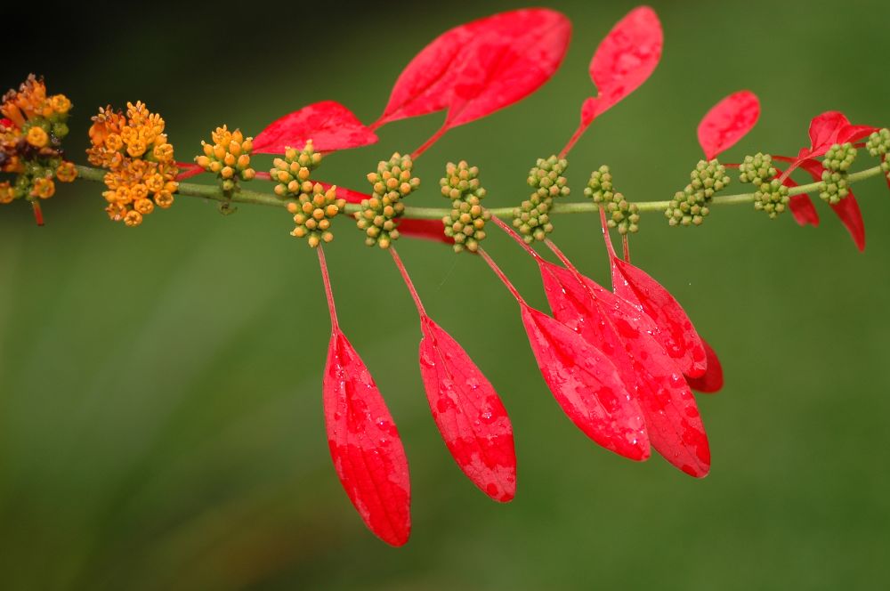 Rubiaceae Warszewiczia coccinea