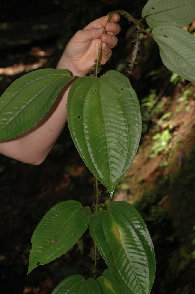 Melastomataceae Adelobotrys adcendens