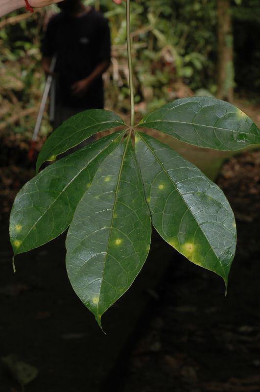 Caricaceae Jacaratia dolichaula