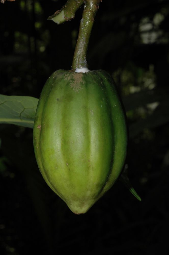 Caricaceae Jacaratia dolichaula