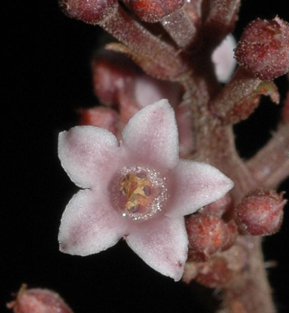 Primulaceae Cybianthus schlimii