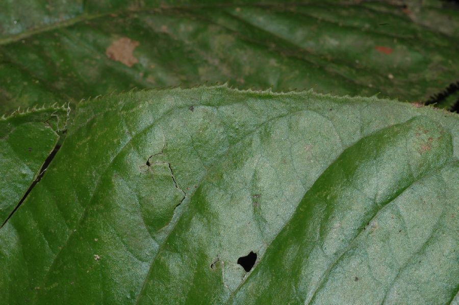 Primulaceae Cybianthus schlimii