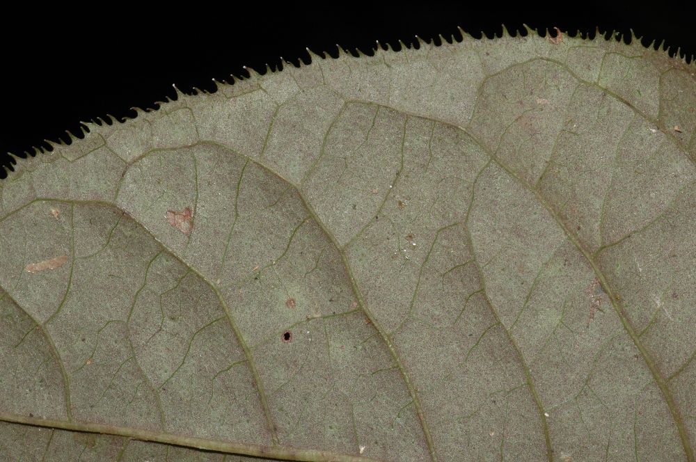 Primulaceae Cybianthus schlimii