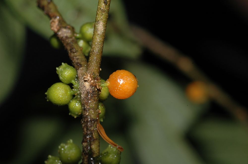 Melastomataceae Henriettella tuberculosa