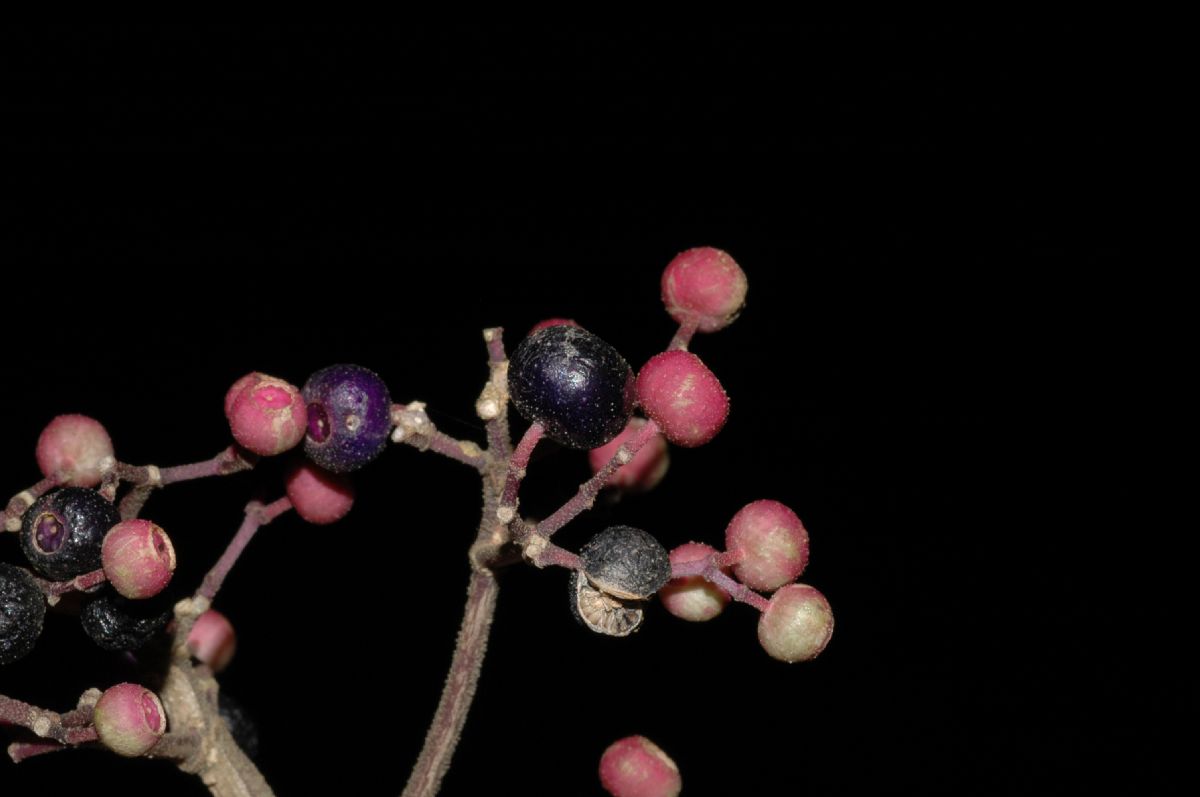 Melastomataceae Conostegia subcrustulata