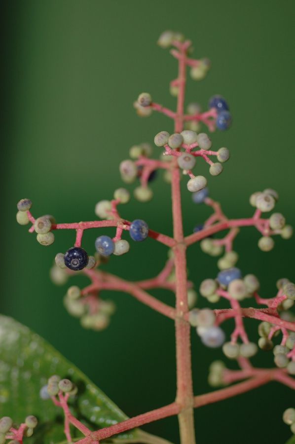 Melastomataceae Miconia affinis