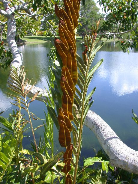 Pteridaceae Acrostichum danaeifolium
