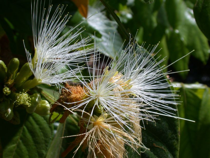 Fabaceae Inga paterno