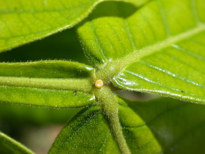 Fabaceae Inga paterno