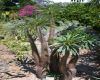 image of Pachypodium lamerei