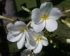 image of Plumeria rubra