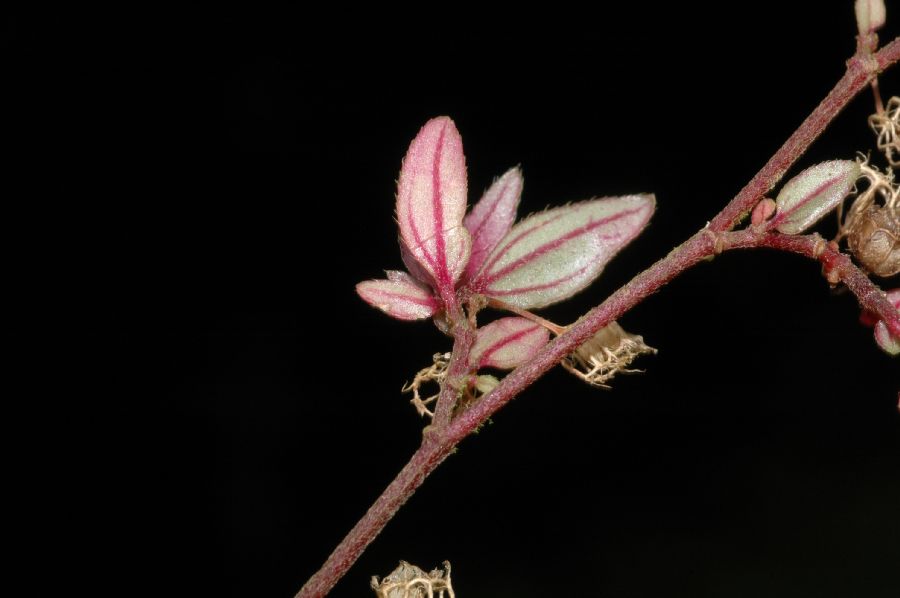 Melastomataceae Centradenia inaequilatera