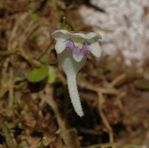 Lentibulariaceae Utricularia 