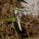 image of Utricularia 