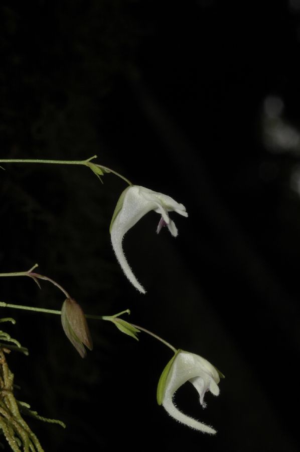 Lentibulariaceae Utricularia 