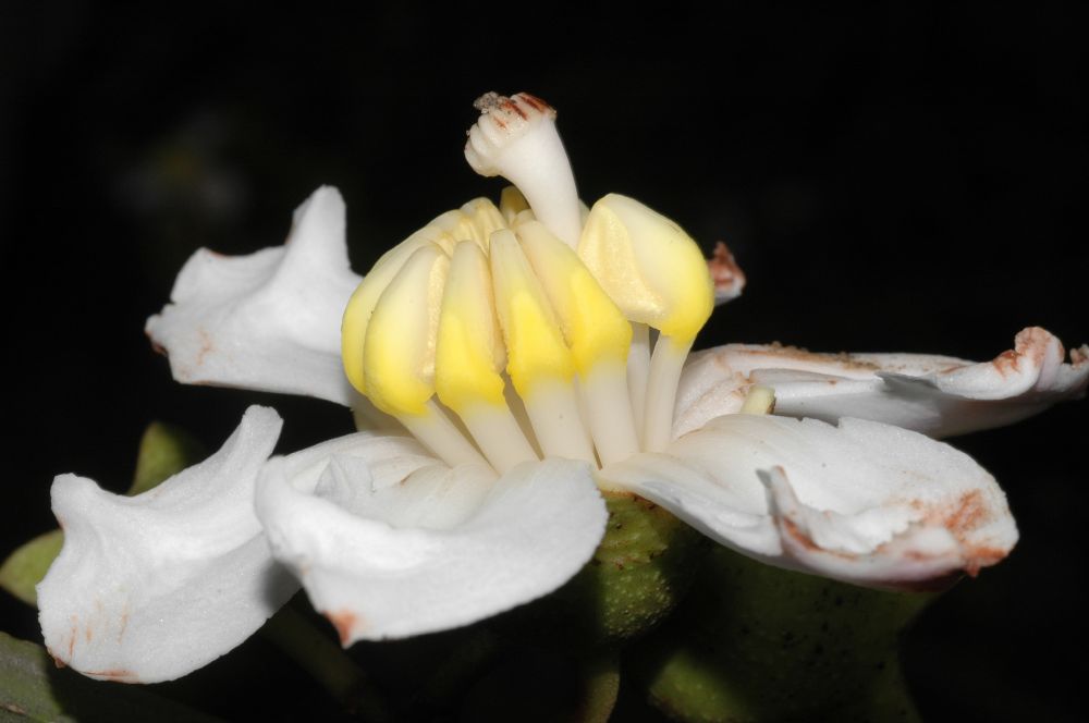 Melastomataceae Bellucia pentamera