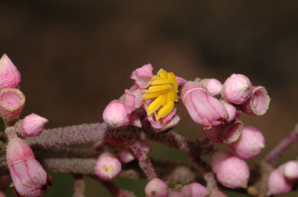 Melastomataceae Conostegia subcrustulata