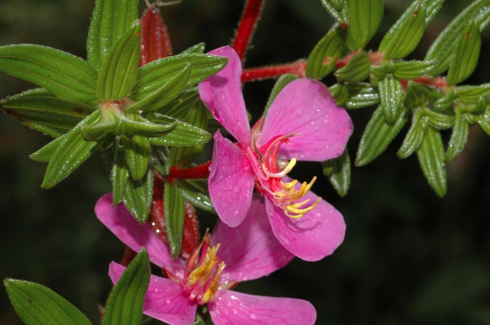 Melastomataceae Monochaetum 