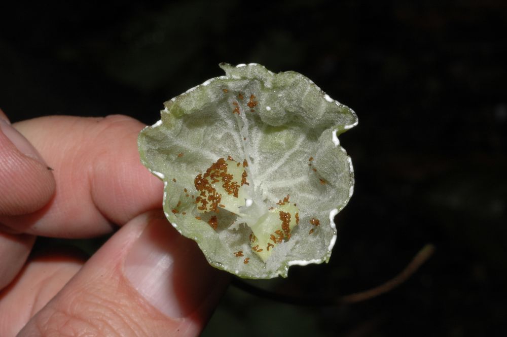 Campanulaceae Burmeistera 