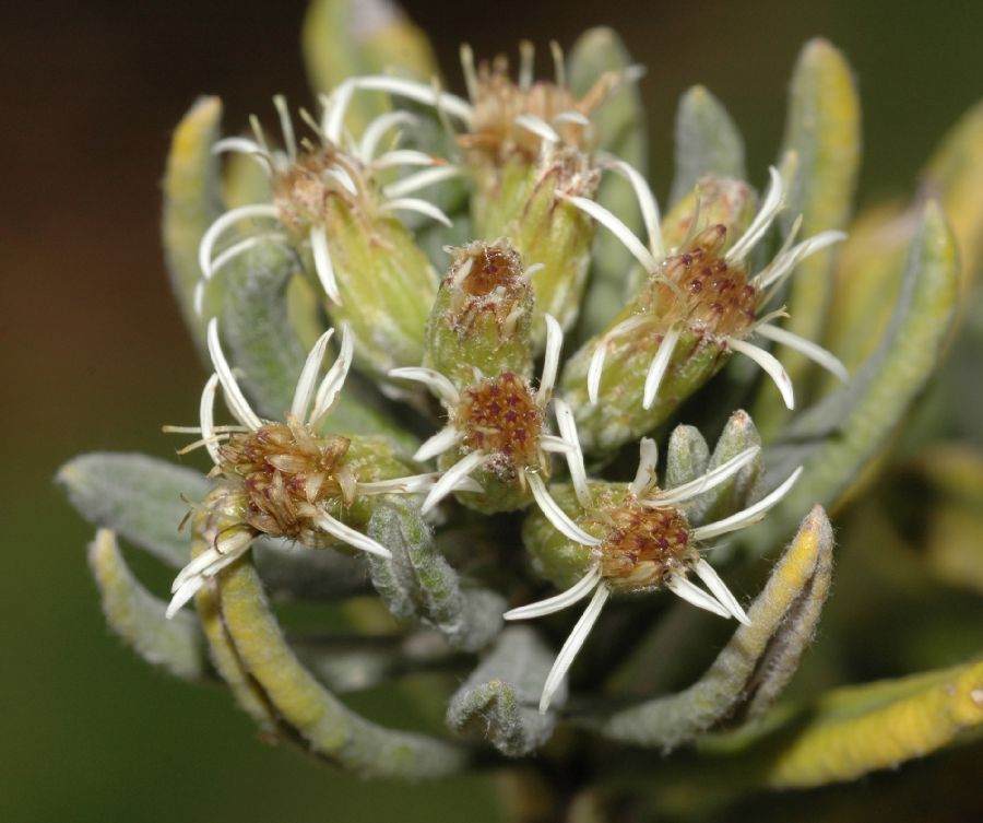 Asteraceae Diplostephium floribundum